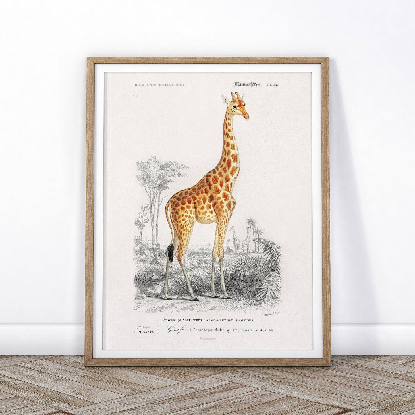 Giraffe Print, Vintage Animal Poster, Animal Print, Nursery Animals, Charles Dessalines, Vintage Giraffe Wall Art, High Quality Paper