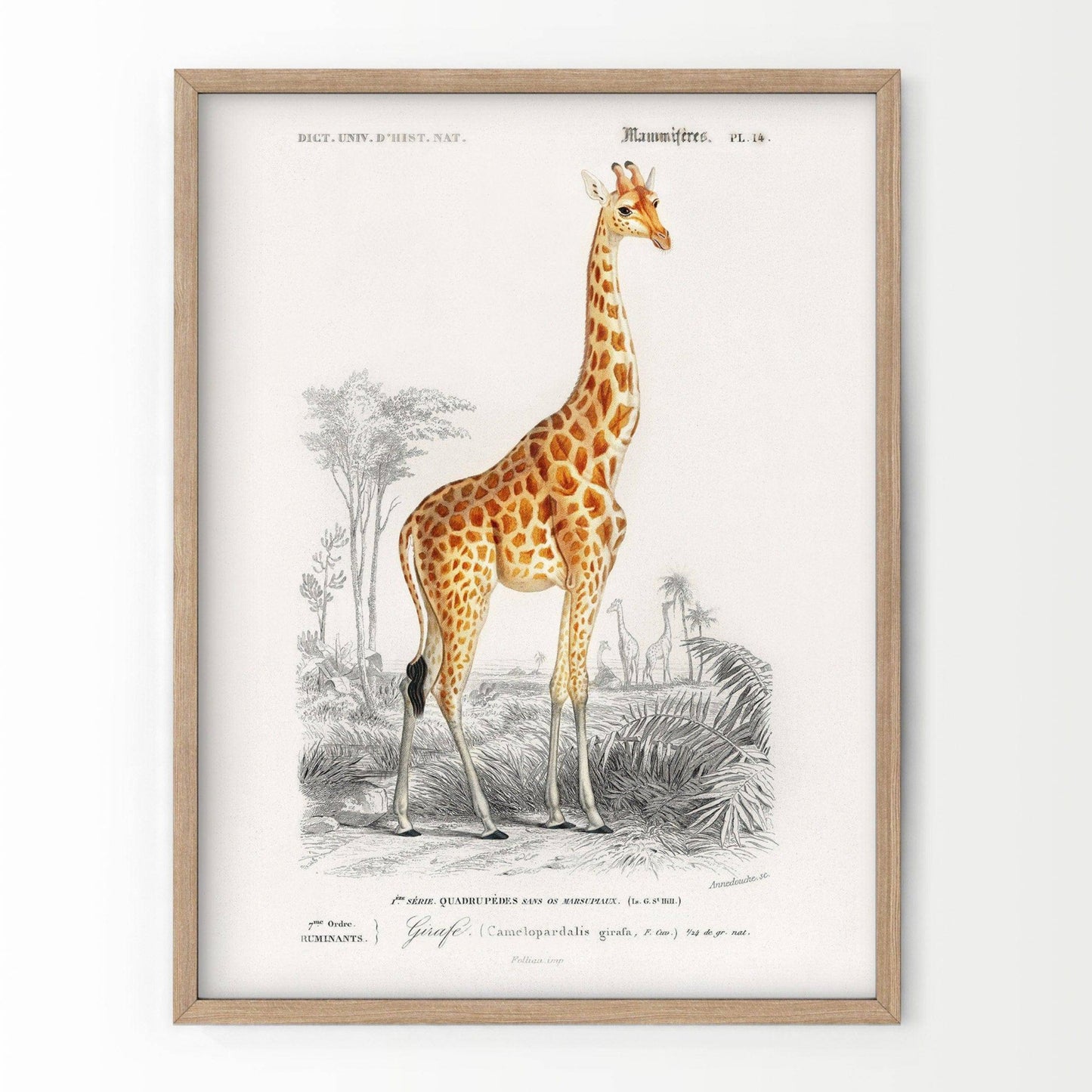 Giraffe Print, Vintage Animal Poster, Animal Print, Nursery Animals, Charles Dessalines, Vintage Giraffe Wall Art, High Quality Paper