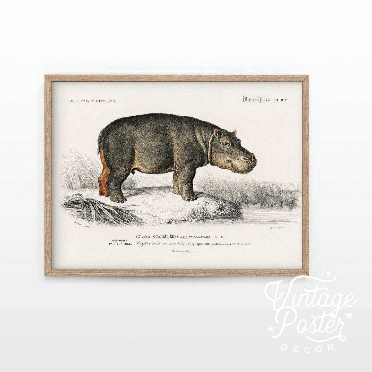 Hippopotamus Print Vintage Animal Safari Animal Hippo Vintage Nursery Animal Wall Art, High Quality Paper, up to 24"x36"