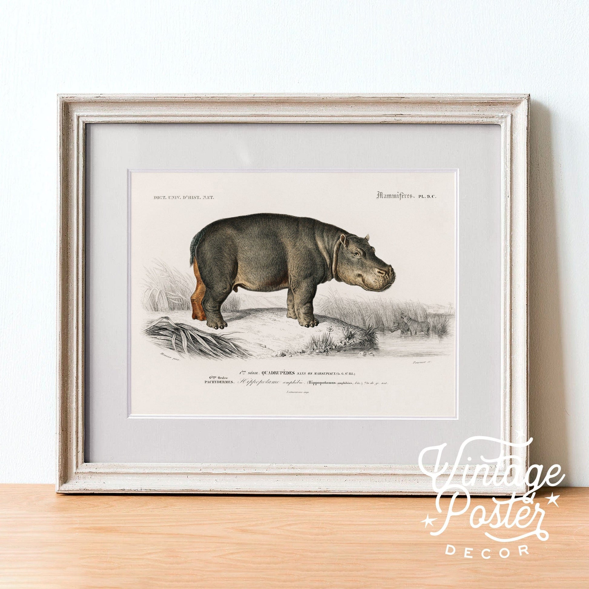 Hippopotamus Print Vintage Animal Safari Animal Hippo Vintage Nursery Animal Wall Art, High Quality Paper, up to 24"x36"