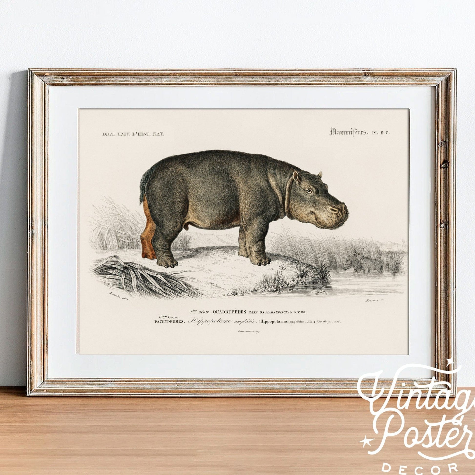 Hippopotamus Print Vintage Animal Safari Animal Hippo Vintage Nursery Animal Wall Art, High Quality Paper, up to 24"x36"