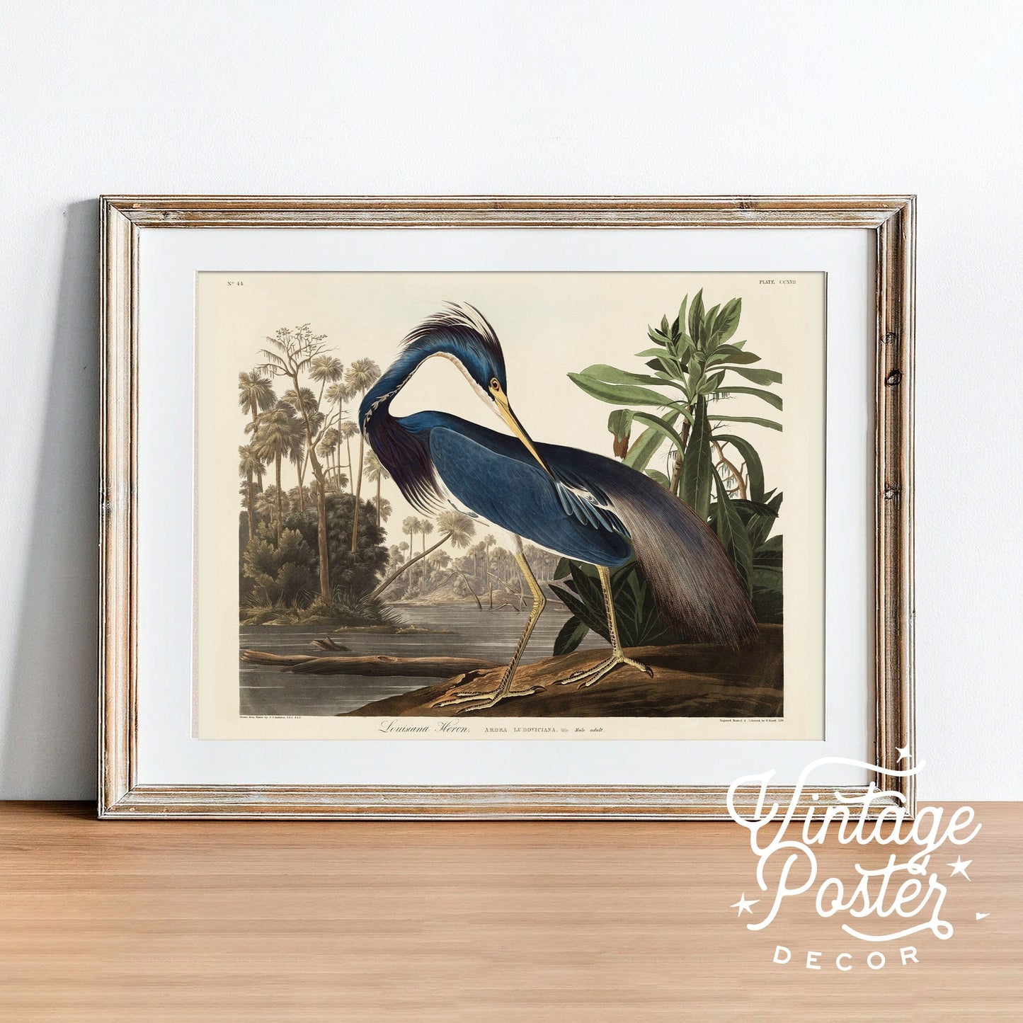 John James Audubon, Birds of America Series, Fine Art Print