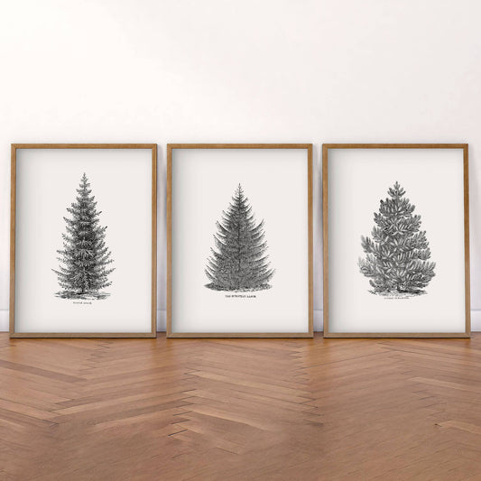 Norway Spruce Trees Wall Art Set of 3 wall art in a cozy home study or reading room