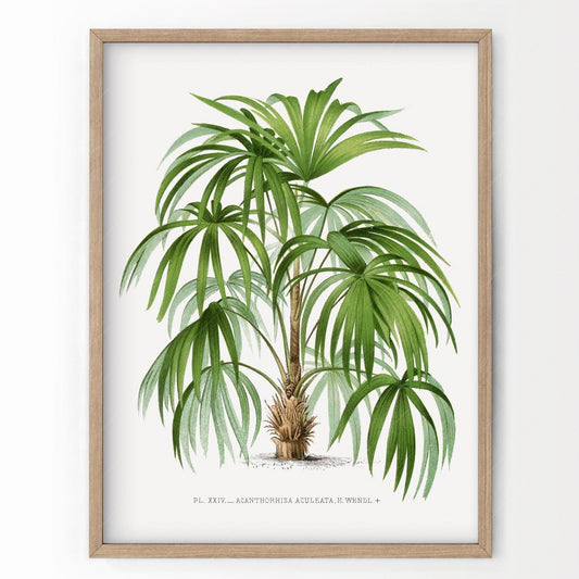 Palm Tree Vintage Poster, Botanical Wall Art, Antique Coastal Wall Art