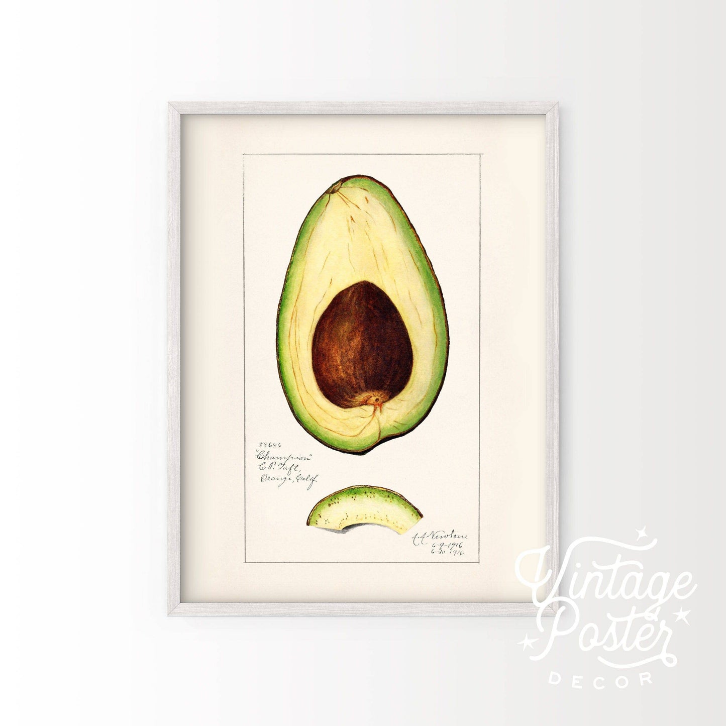 Vintage Avocado Poster, Botanical Fruit, Kitchen Wall Art