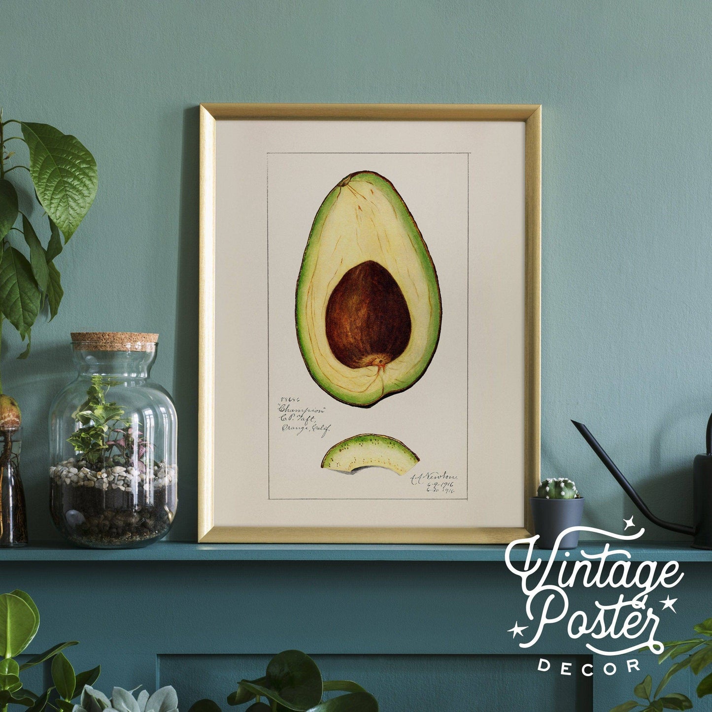 Vintage Avocado Poster, Botanical Fruit, Kitchen Wall Art