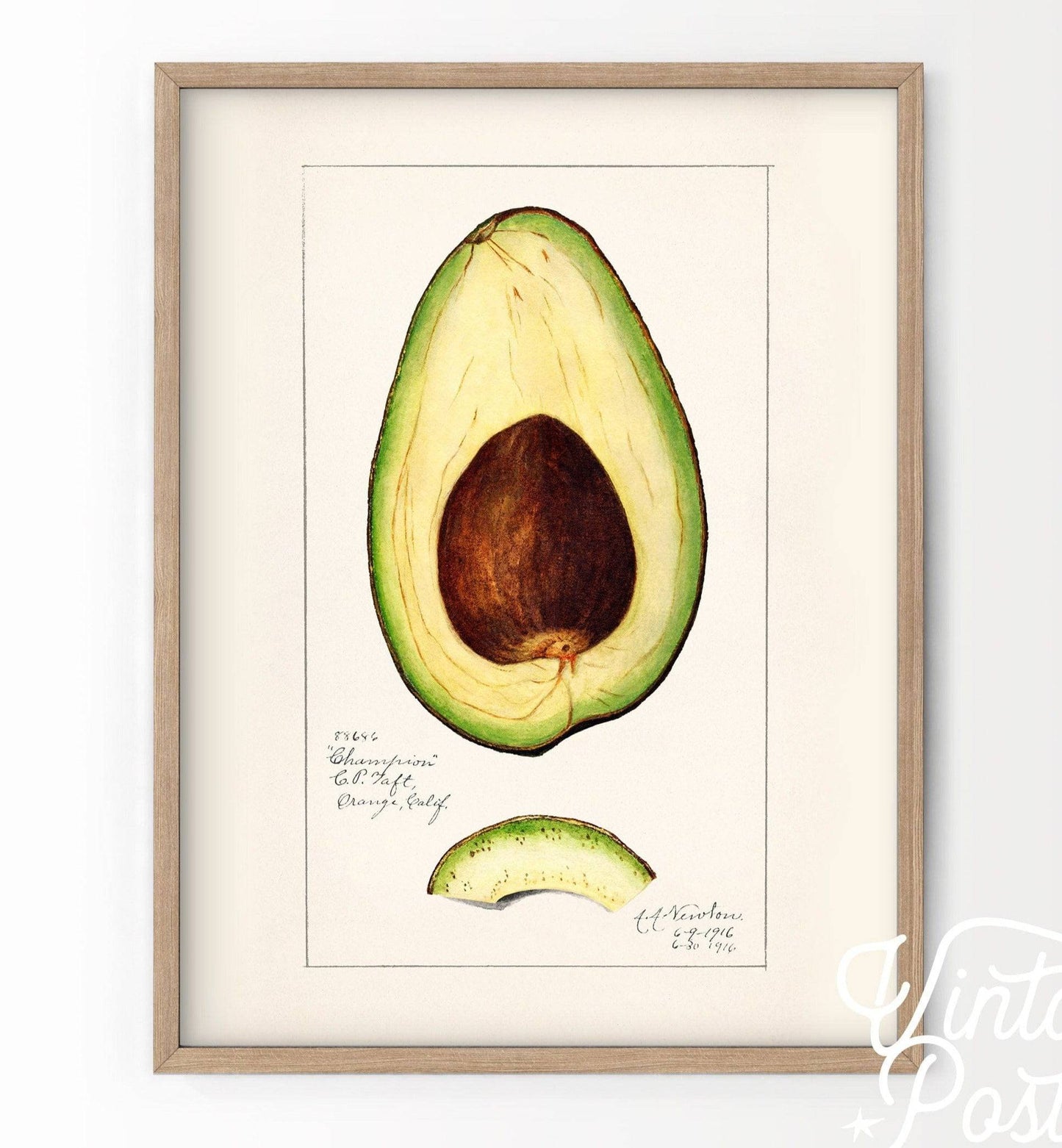 Vintage Avocado Poster, Botanical Fruit, Kitchen Wall Art