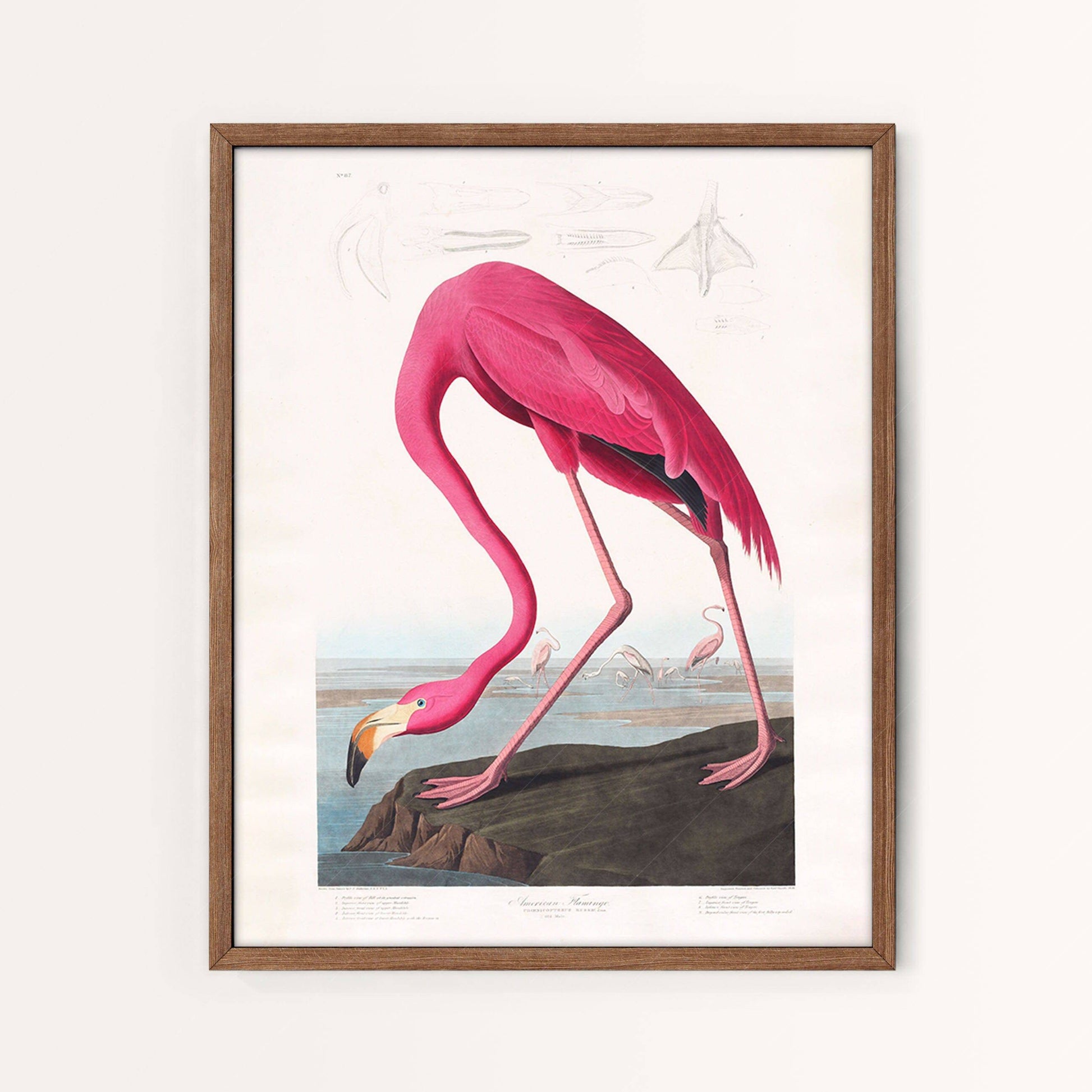 Vintage Bird Gallery Wall, Pink Flamingo, Peacock, Cockatoo, Toucan and Parrot Birds