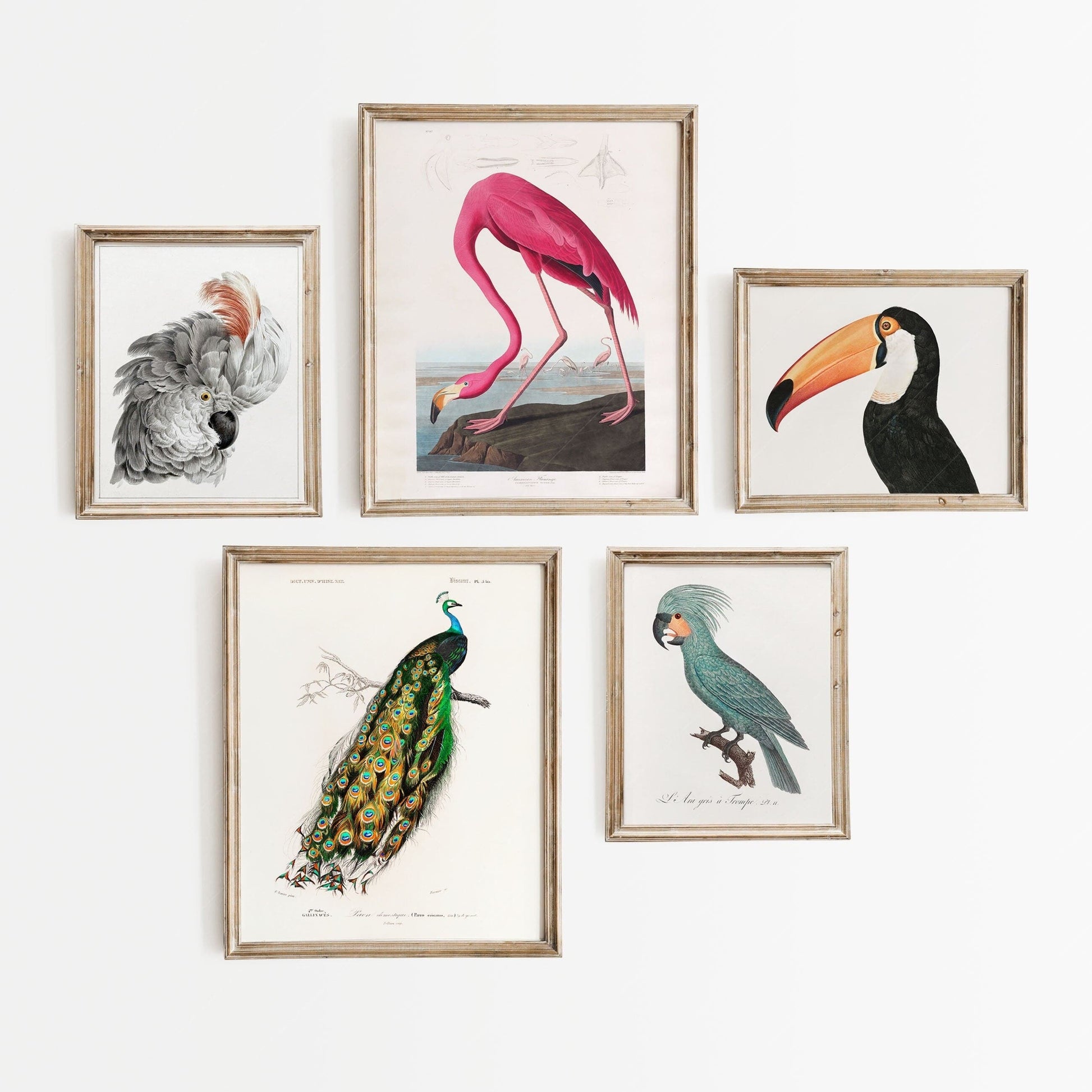 Vintage Bird Gallery Wall, Pink Flamingo, Peacock, Cockatoo, Toucan and Parrot Birds