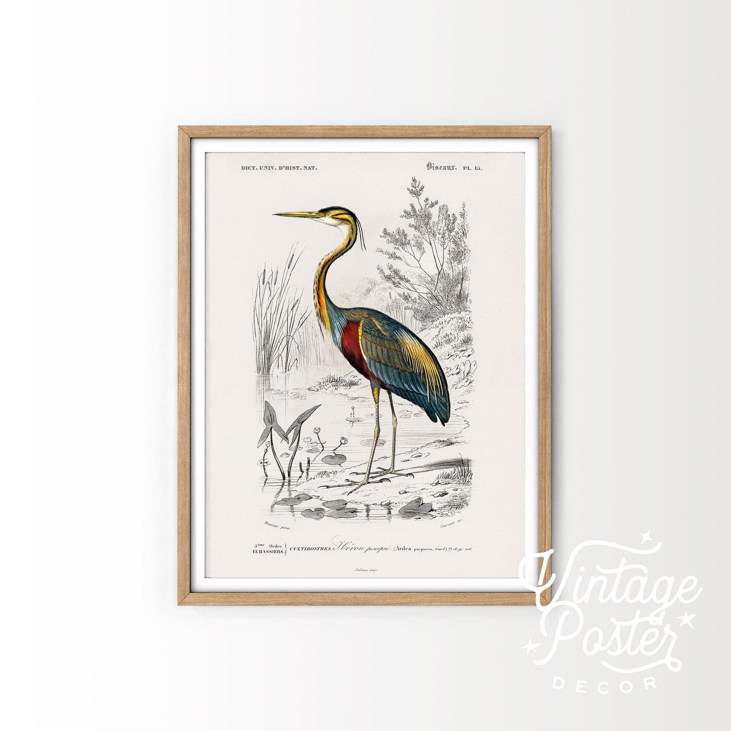 Vintage Bird Wall Art, Heron Print, Birds of America Poster