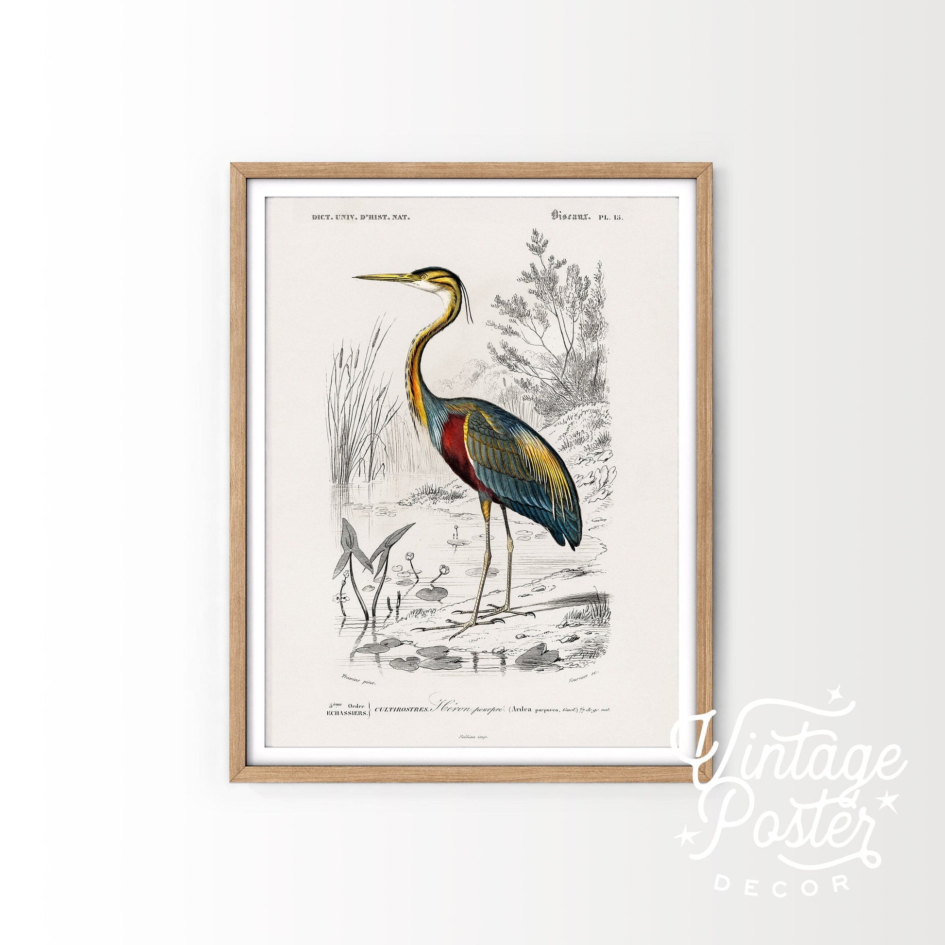 Vintage Bird Wall Art, Heron Print, Birds of America Poster