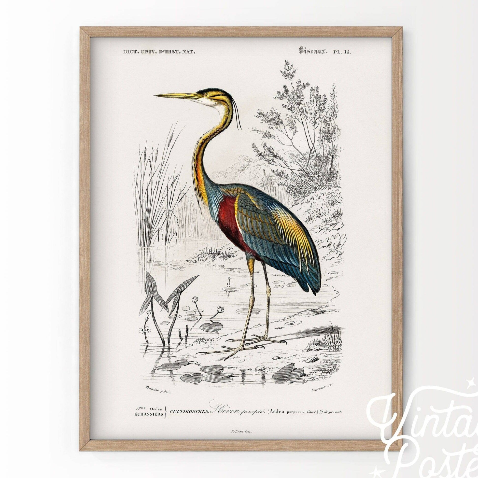 Vintage Bird Wall Art, Heron Print, Birds of America Poster