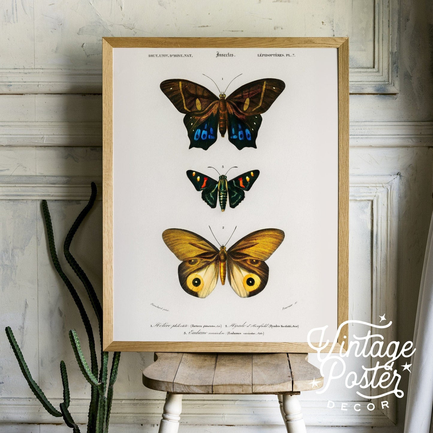 Vintage Butterfly Poster