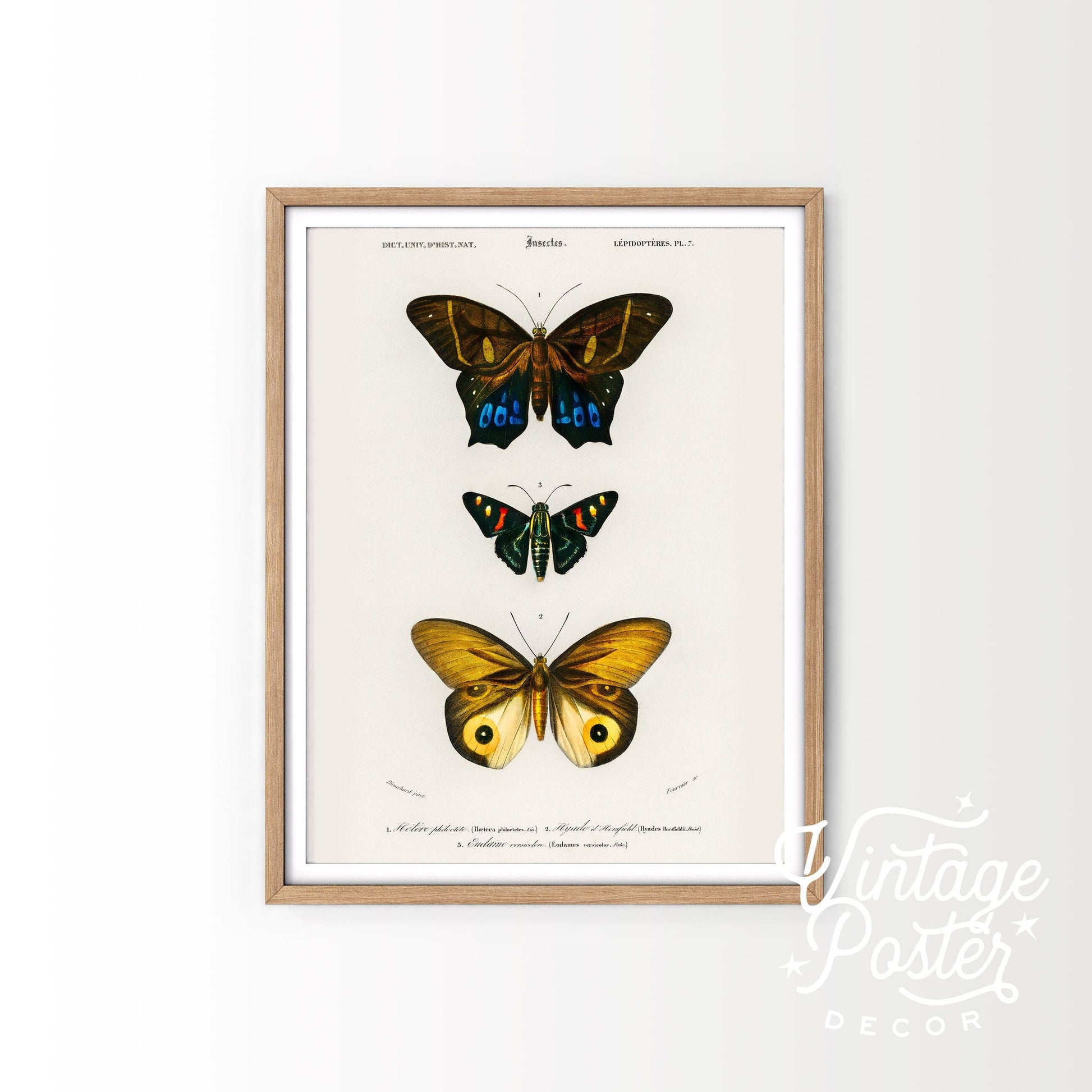 Vintage Butterfly Poster