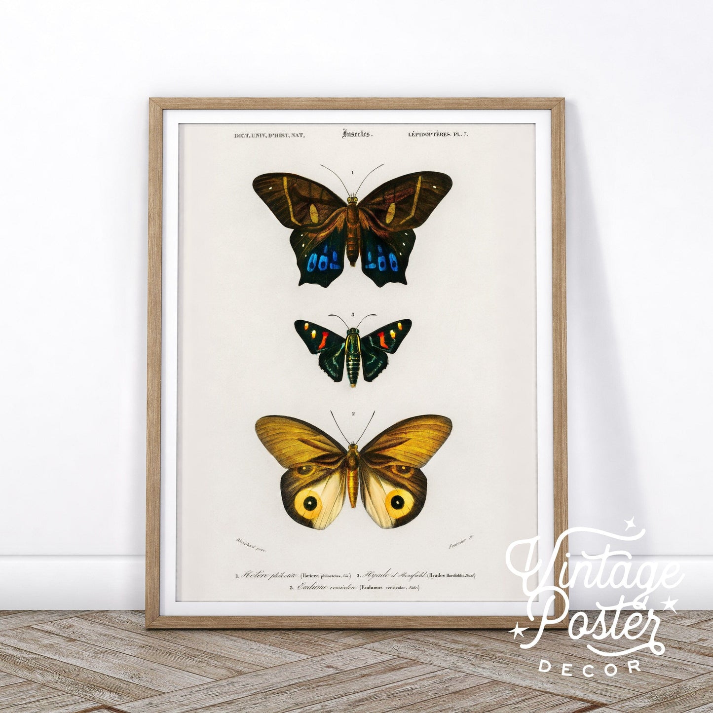 Vintage Butterfly Poster