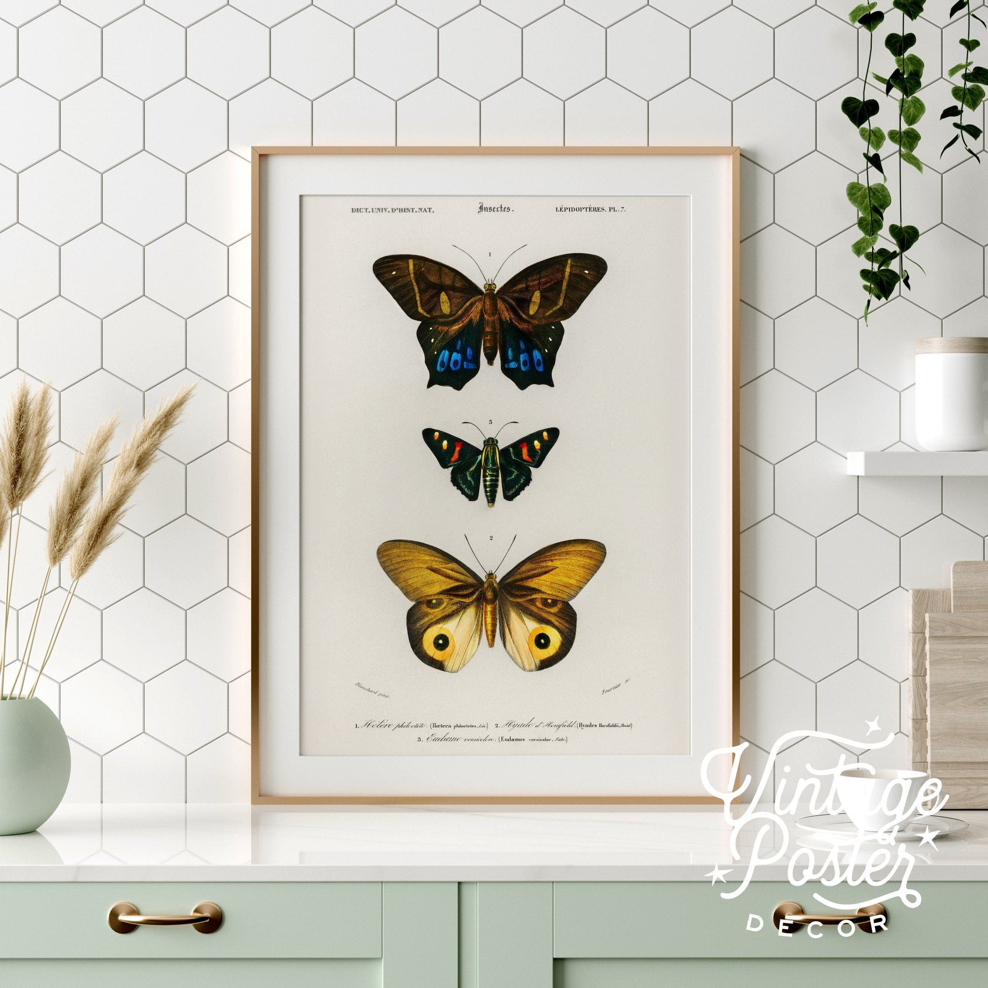 Vintage Butterfly Poster