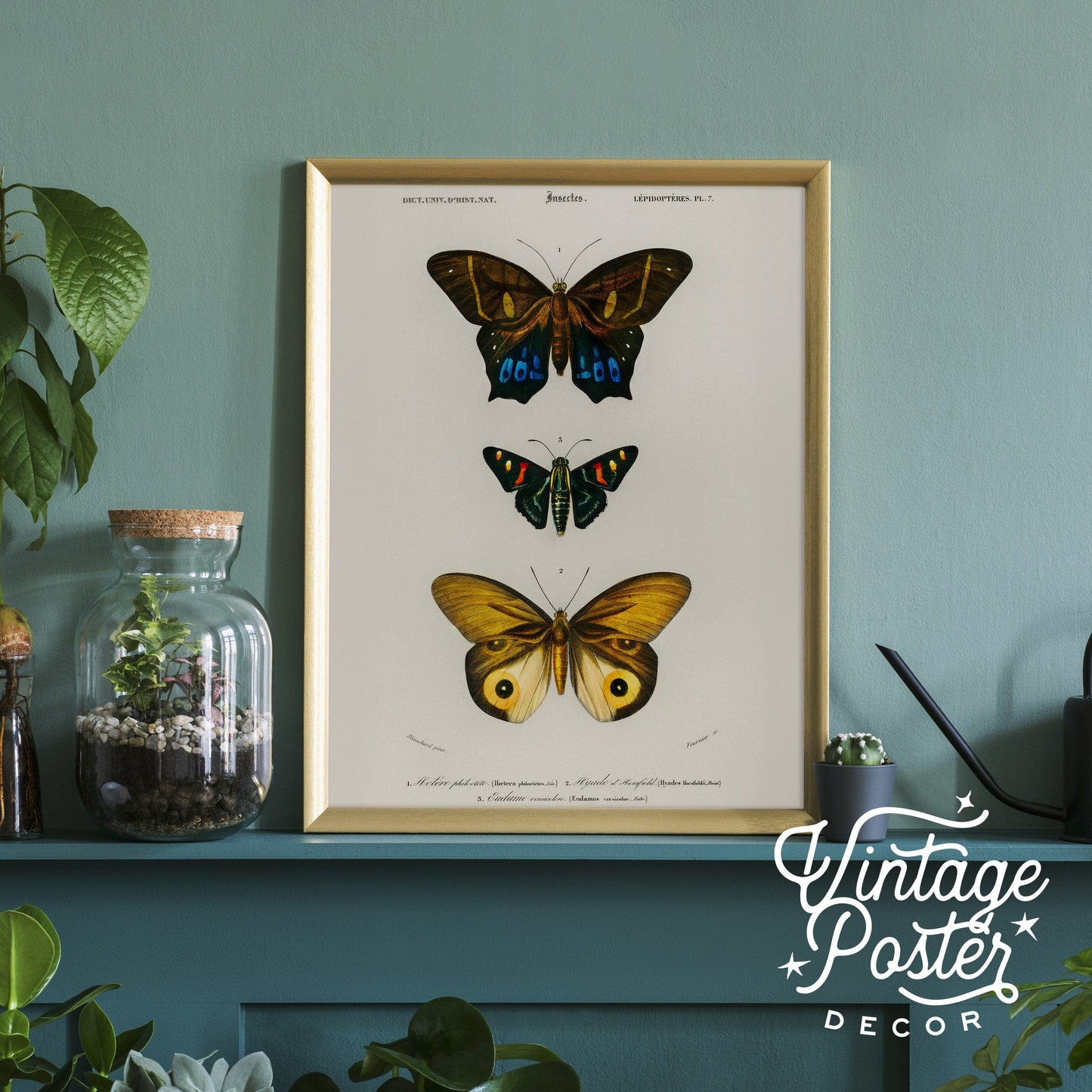 Vintage Butterfly Poster