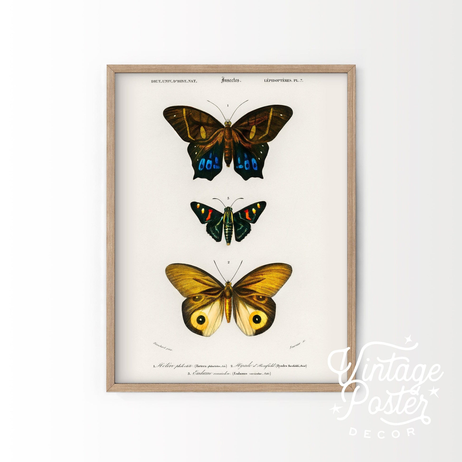 Vintage Butterfly Poster