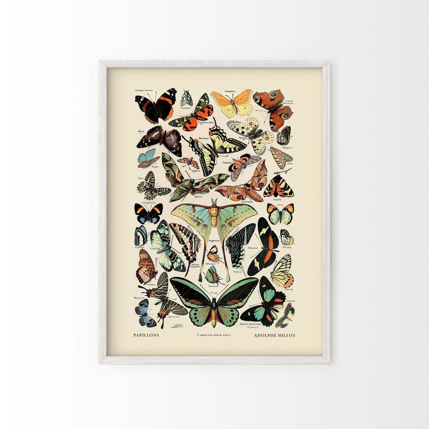 Vintage Butterfly Print, Adolphe Millot