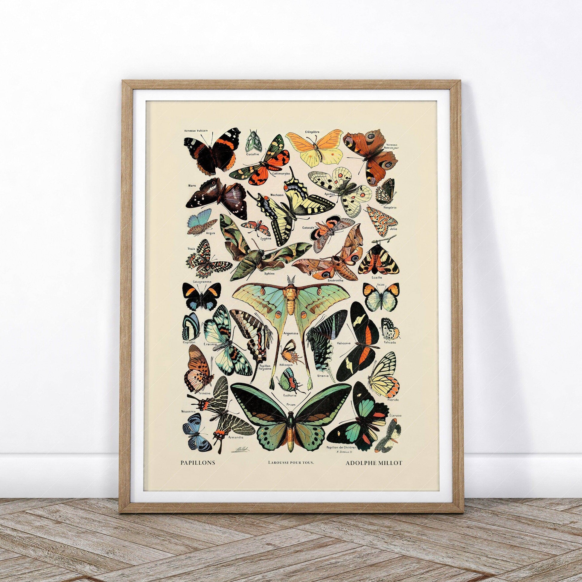 Vintage Butterfly Print, Adolphe Millot