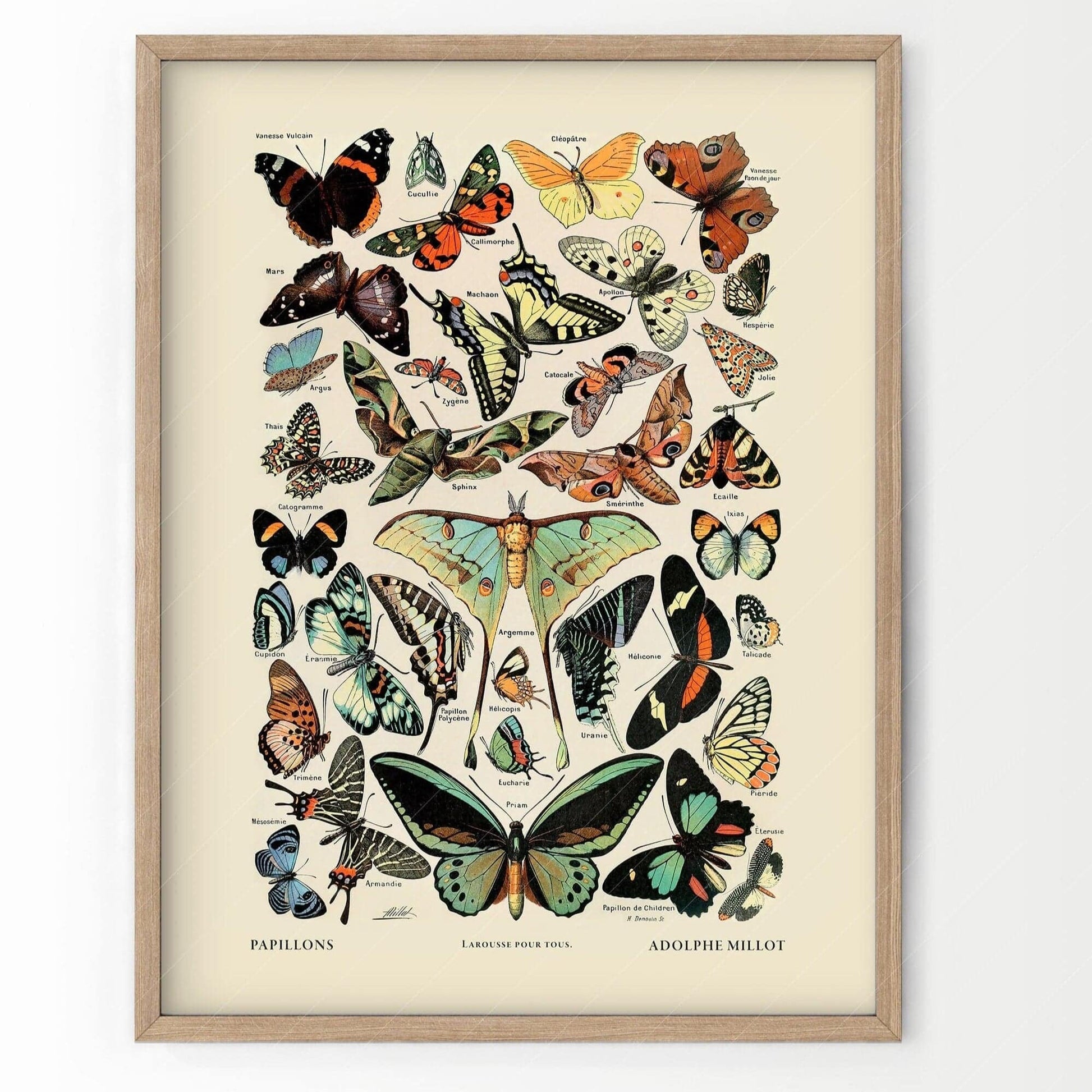 Vintage Butterfly Print, Adolphe Millot