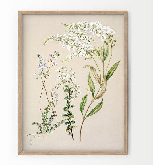 Vintage Floral Print, Botanical Wall Art