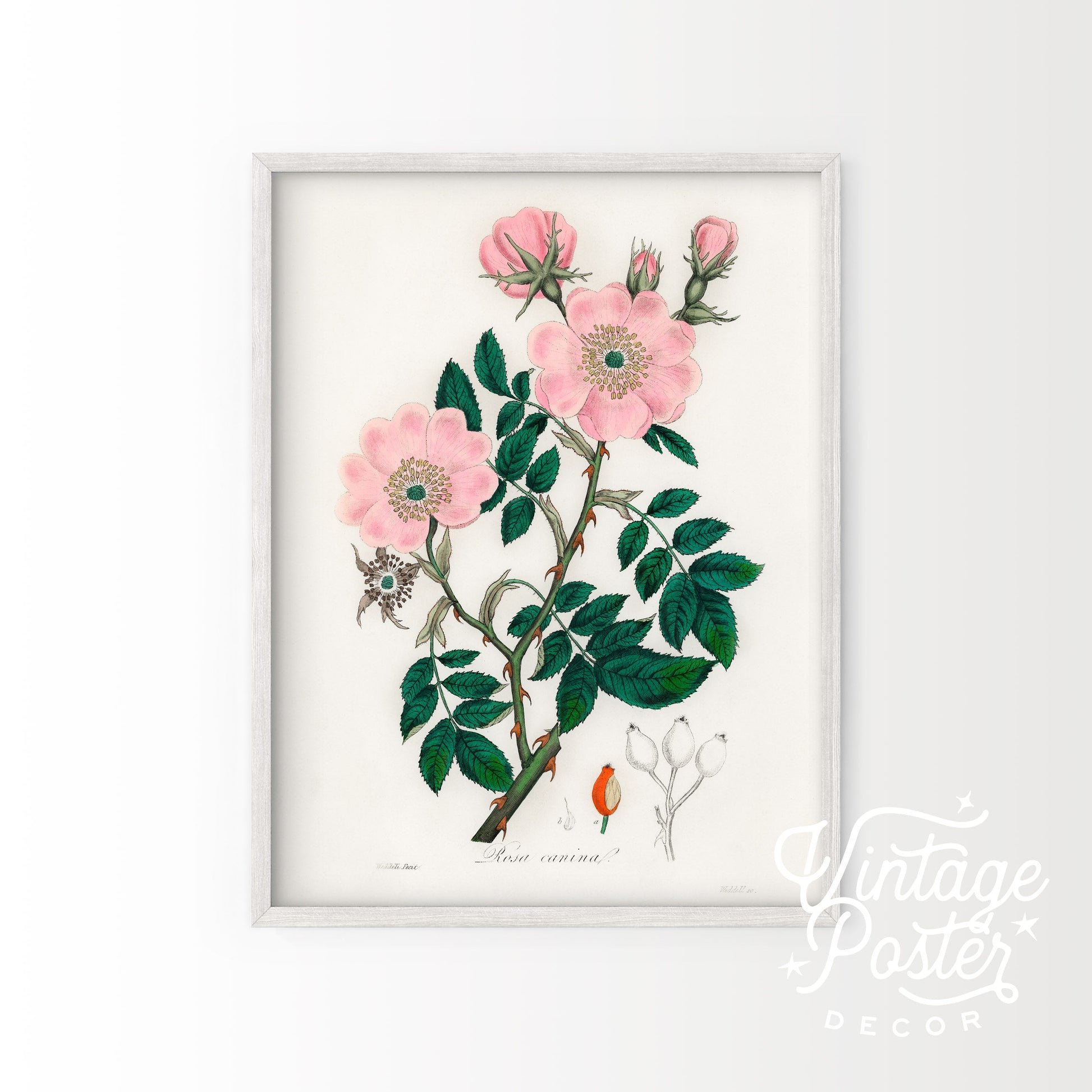 Vintage Flower Print, Botanical Wall Art 48