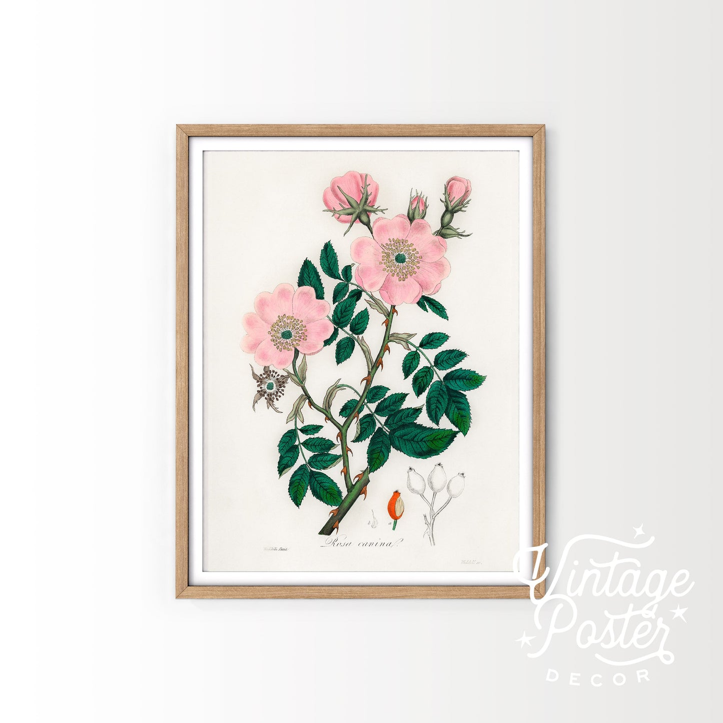 Vintage Flower Print, Botanical Wall Art 48