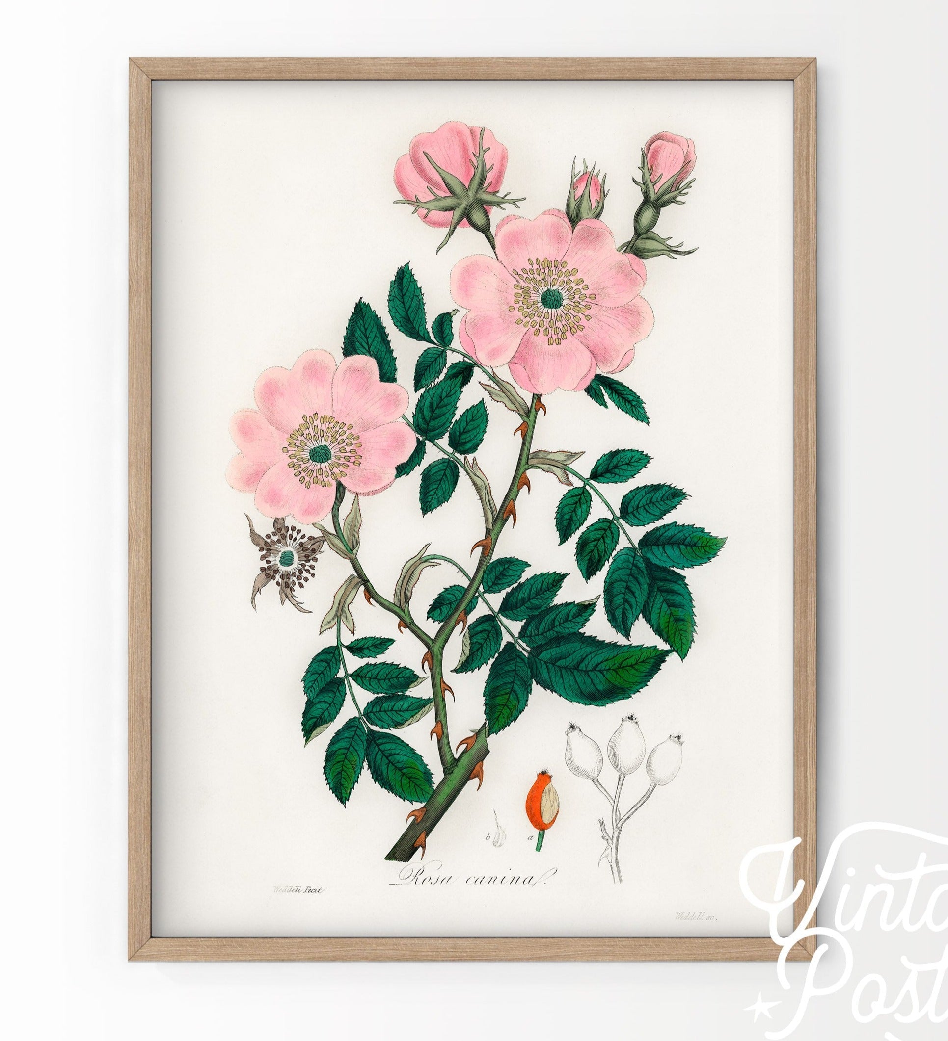 Vintage Flower Print, Botanical Wall Art 48