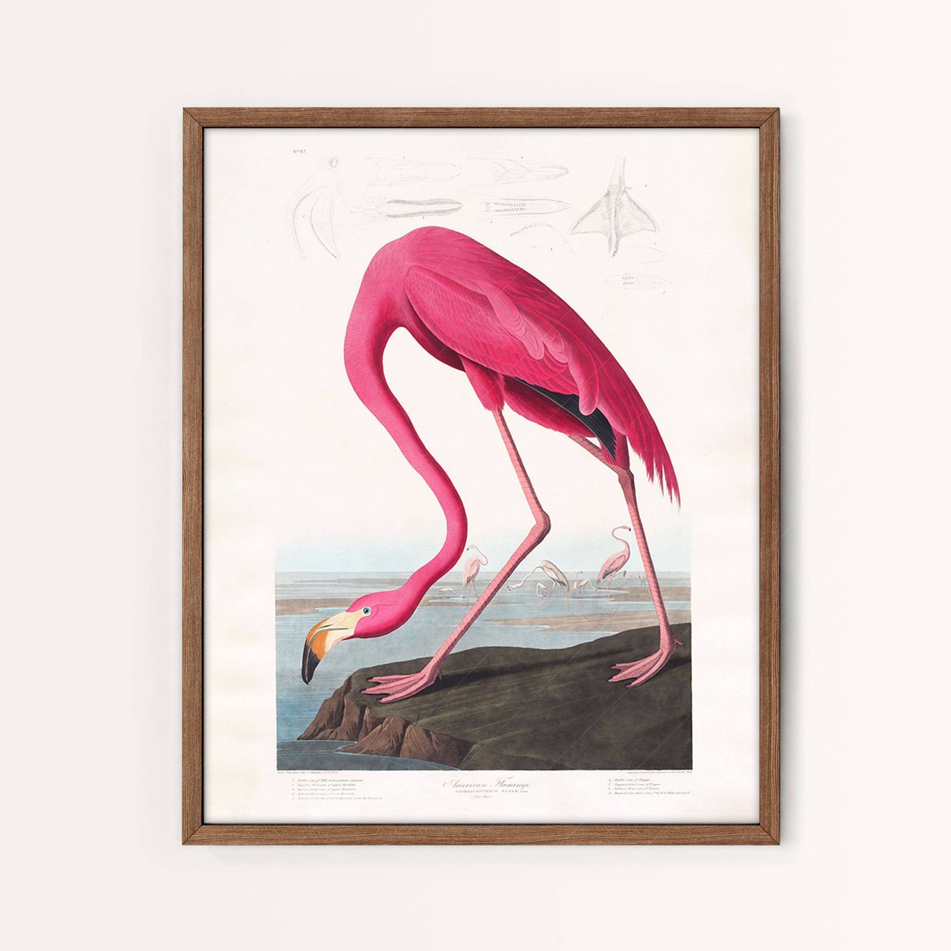 Vintage Gallery Wall, Flamingo Print, Mushroom Art, Whale Poster, Butterfly Print, Farmhouse Gallery, Blueberry, Antique Set of 5 Prints