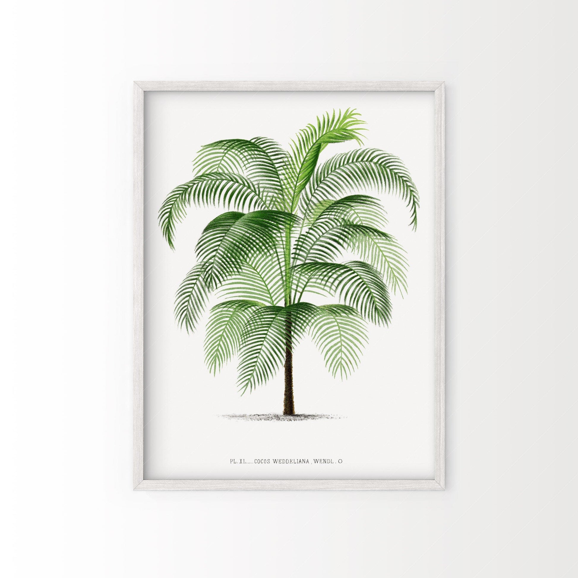 Vintage Palm Tree Poster, Antique wall decor, Botanical designs
