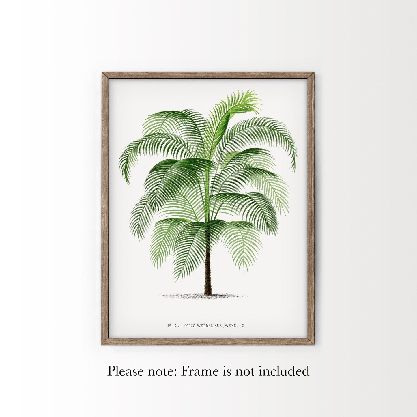 Vintage Palm Tree Poster, Antique wall decor, Botanical designs