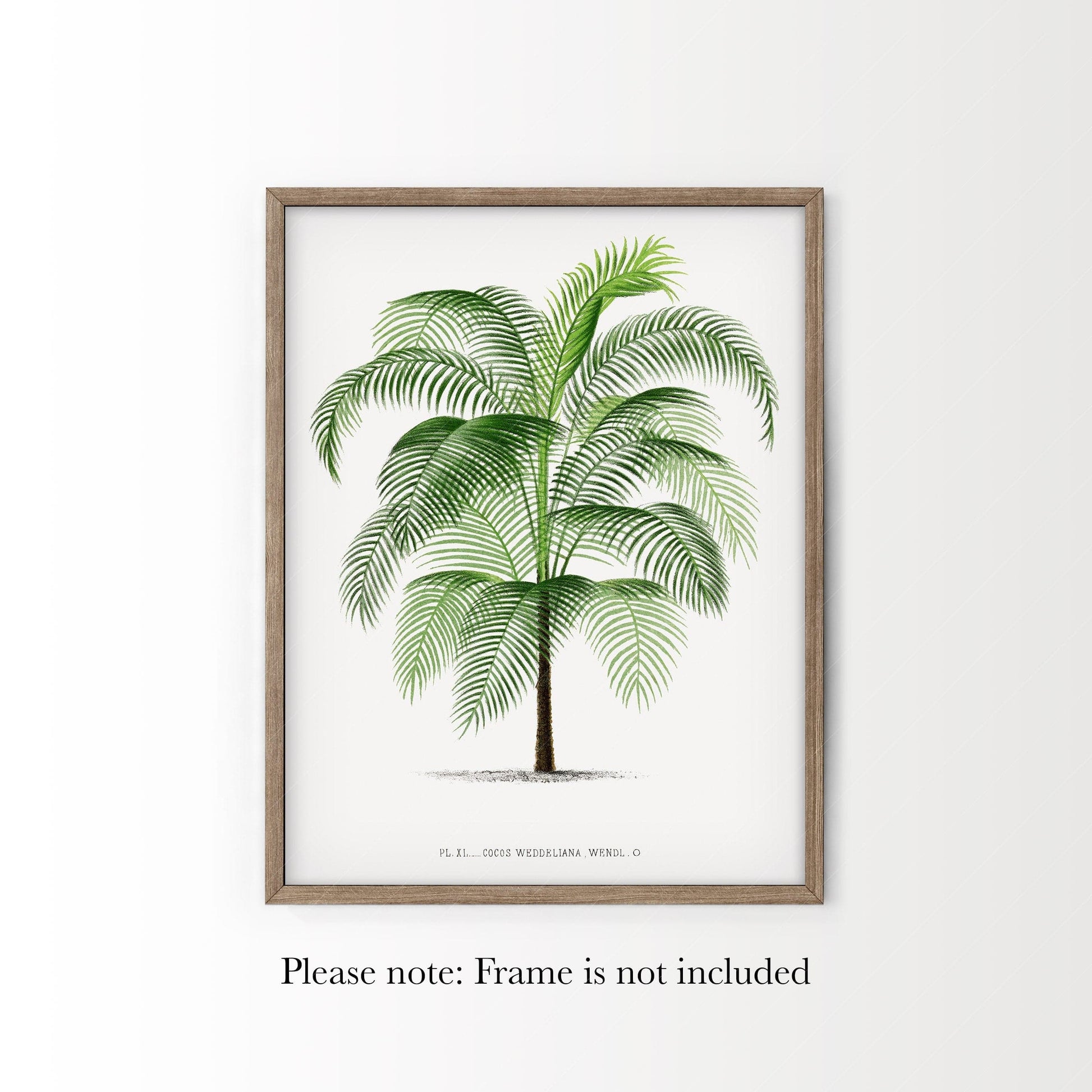 Vintage Palm Tree Poster, Antique wall decor, Botanical designs