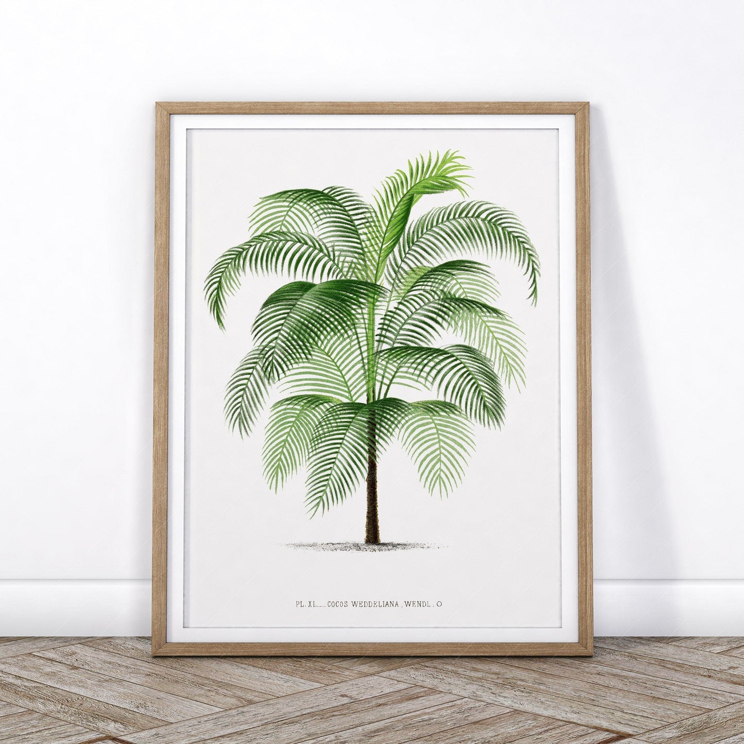 Vintage Palm Tree Poster, Antique wall decor, Botanical designs