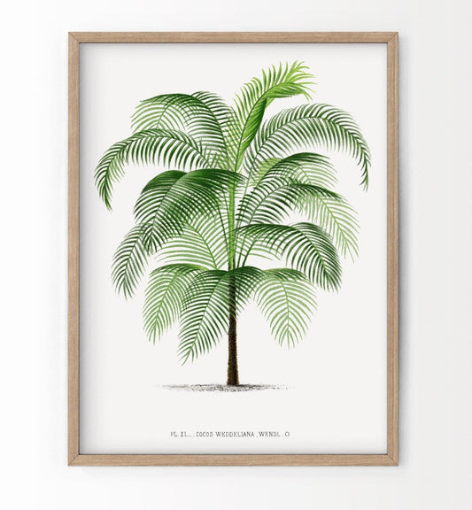 Vintage Palm Tree Poster, Antique wall decor, Botanical designs