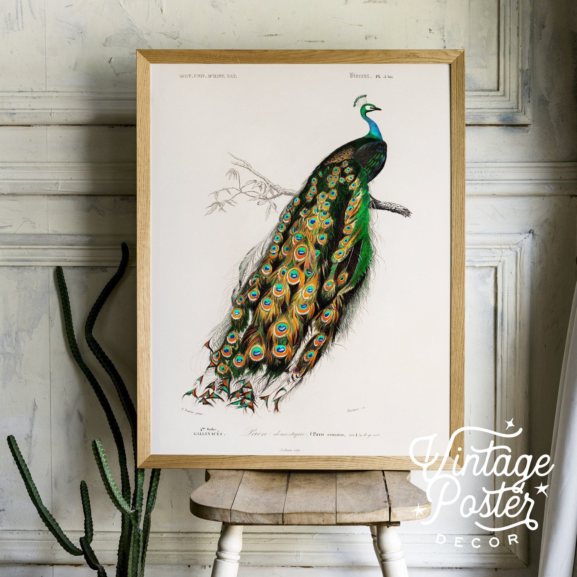 Vintage Peacock Print, Antique Birds Painting