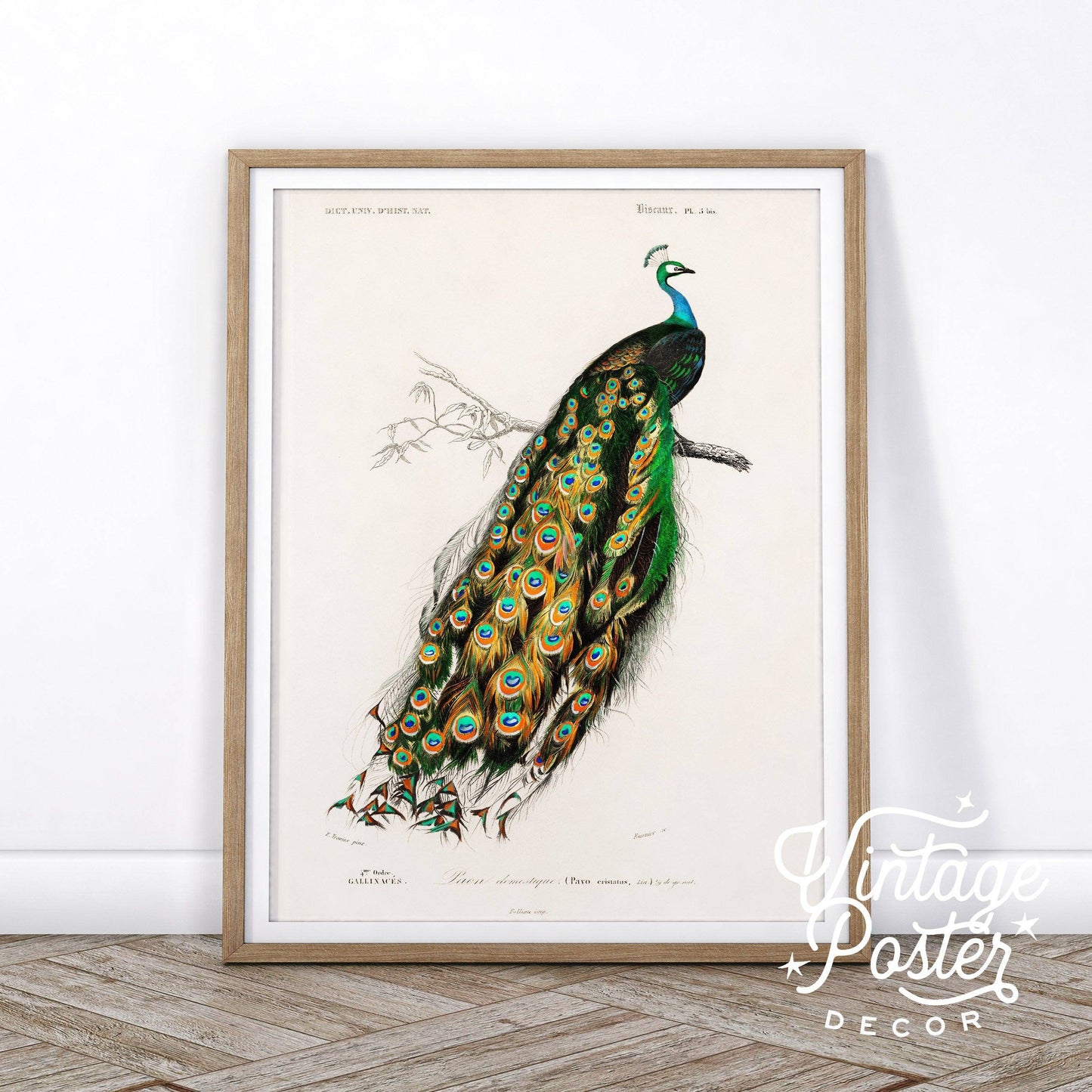 Vintage Peacock Print, Antique Birds Painting