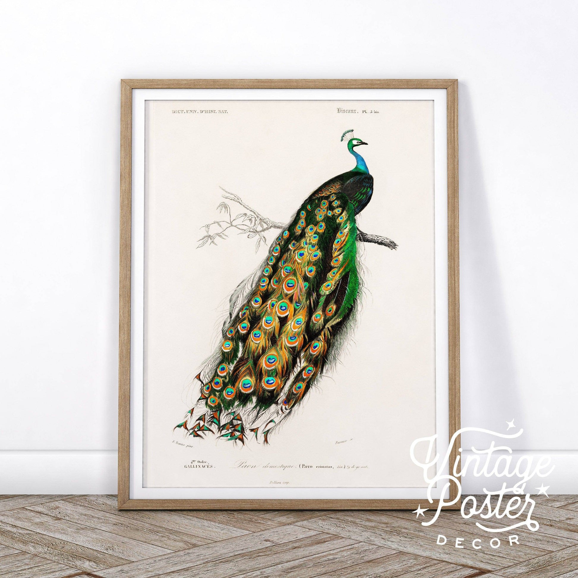 Vintage Peacock Print, Antique Birds Painting