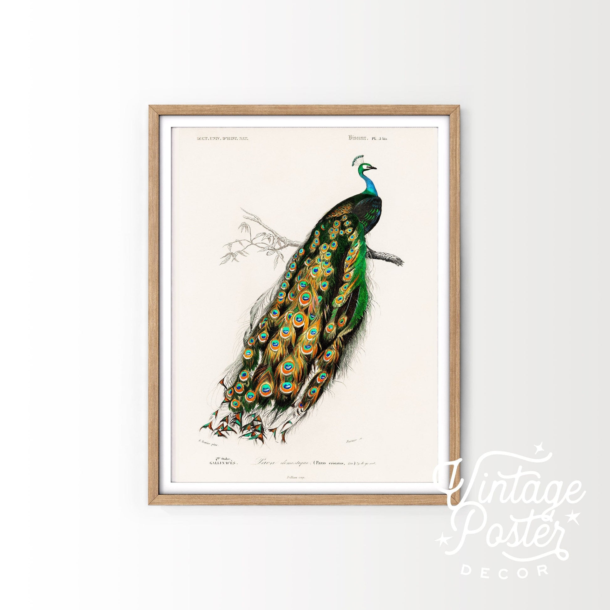 Vintage Peacock Print, Antique Birds Painting