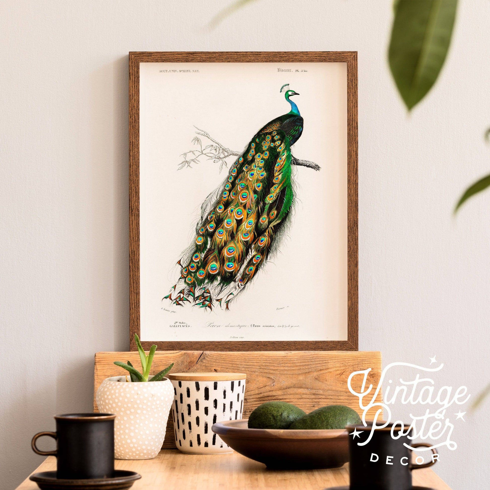 Vintage Peacock Print, Antique Birds Painting