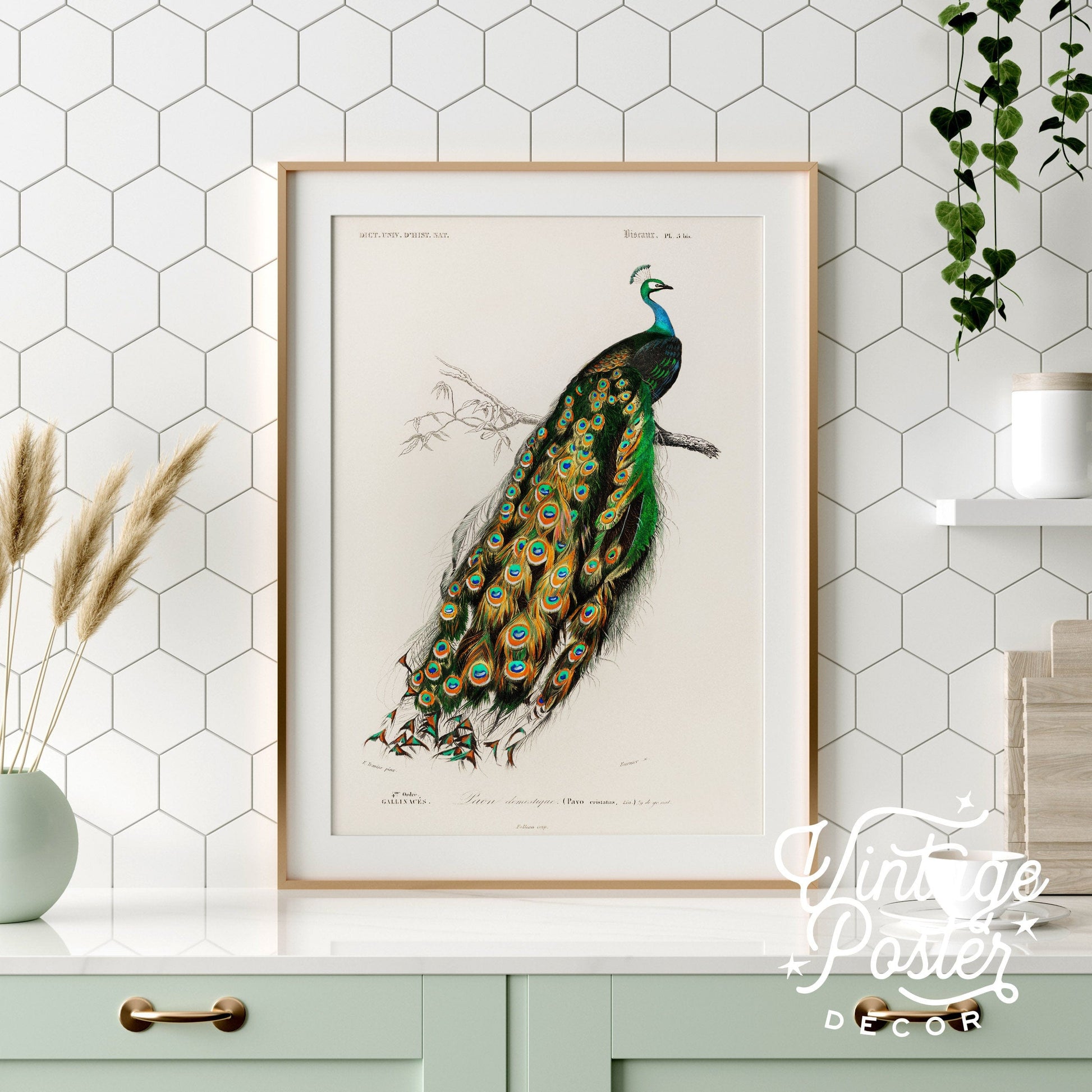 Vintage Peacock Print, Antique Birds Painting