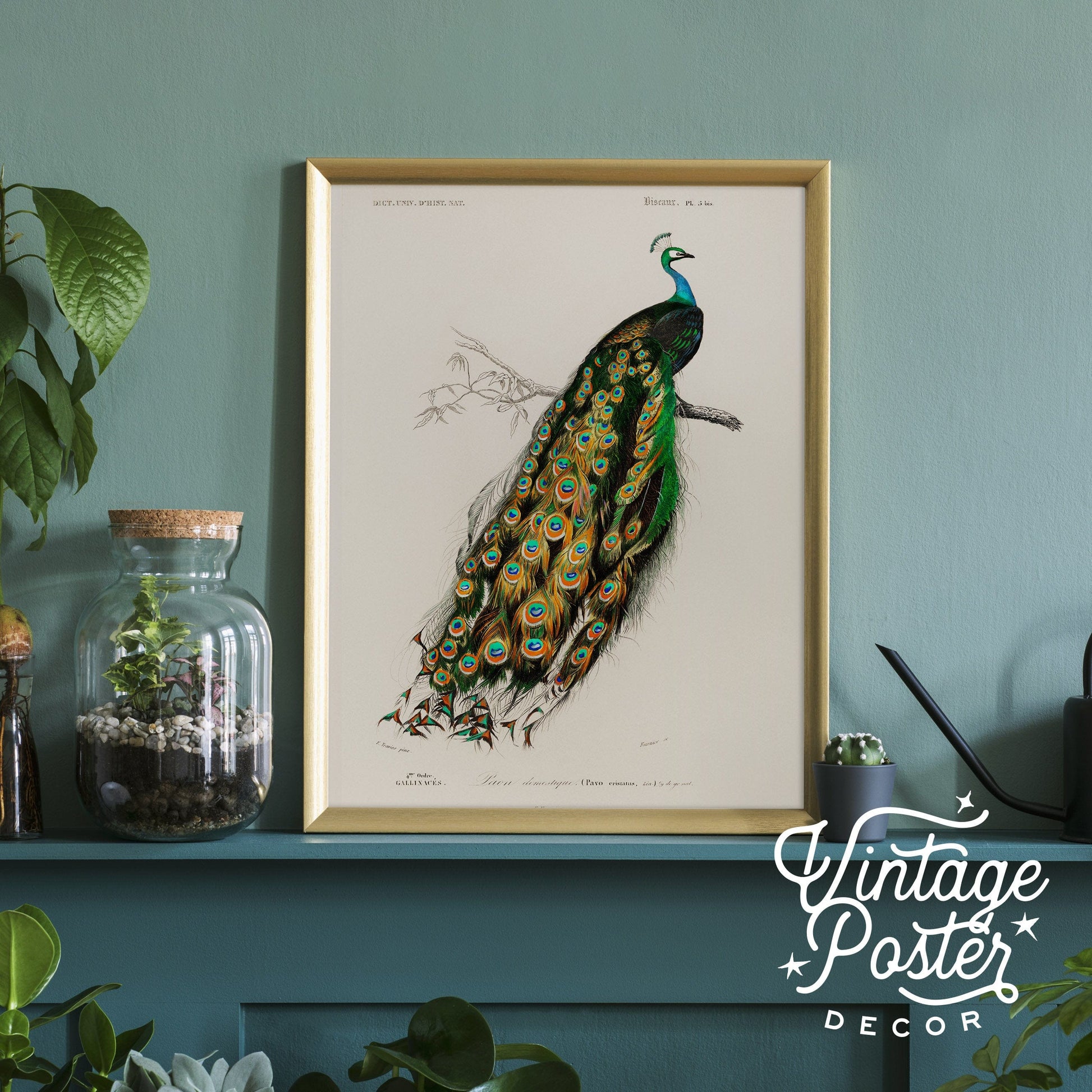 Vintage Peacock Print, Antique Birds Painting