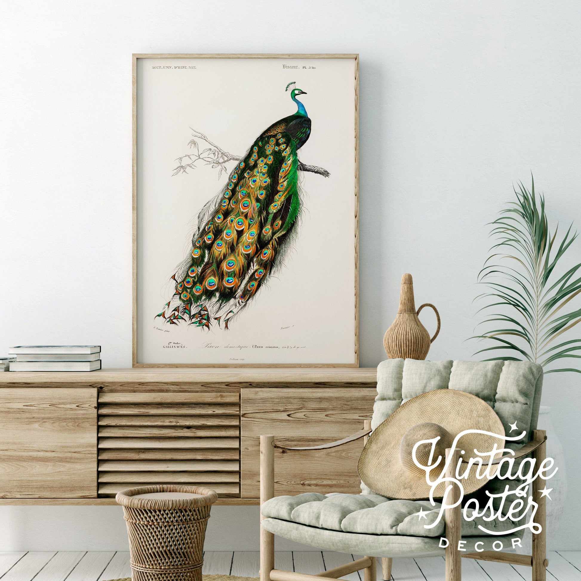 Vintage Peacock Print, Antique Birds Painting