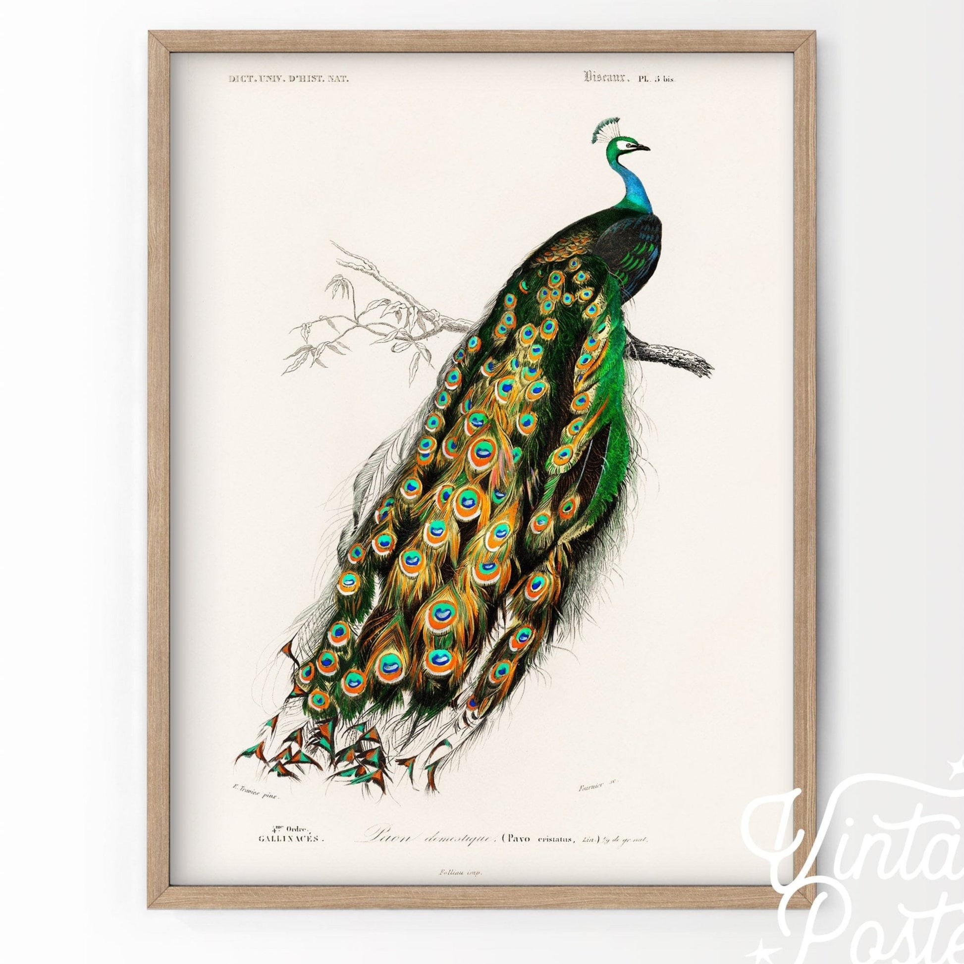 Vintage Peacock Print, Antique Birds Painting