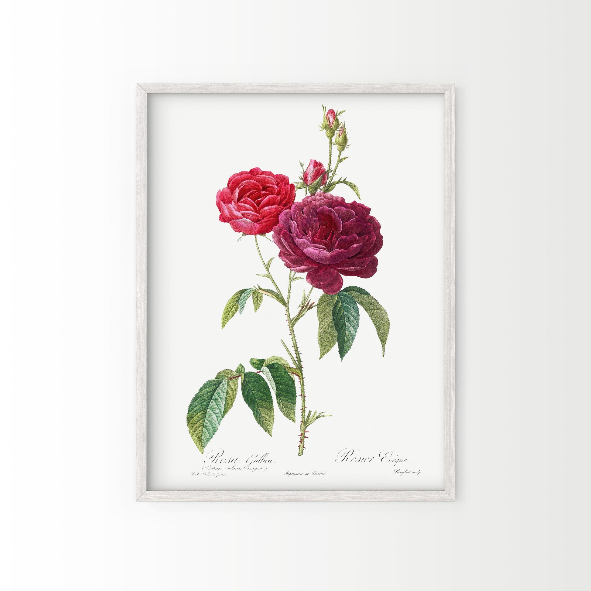 Vintage Roses Flower Print, Botanical Wall Art 04