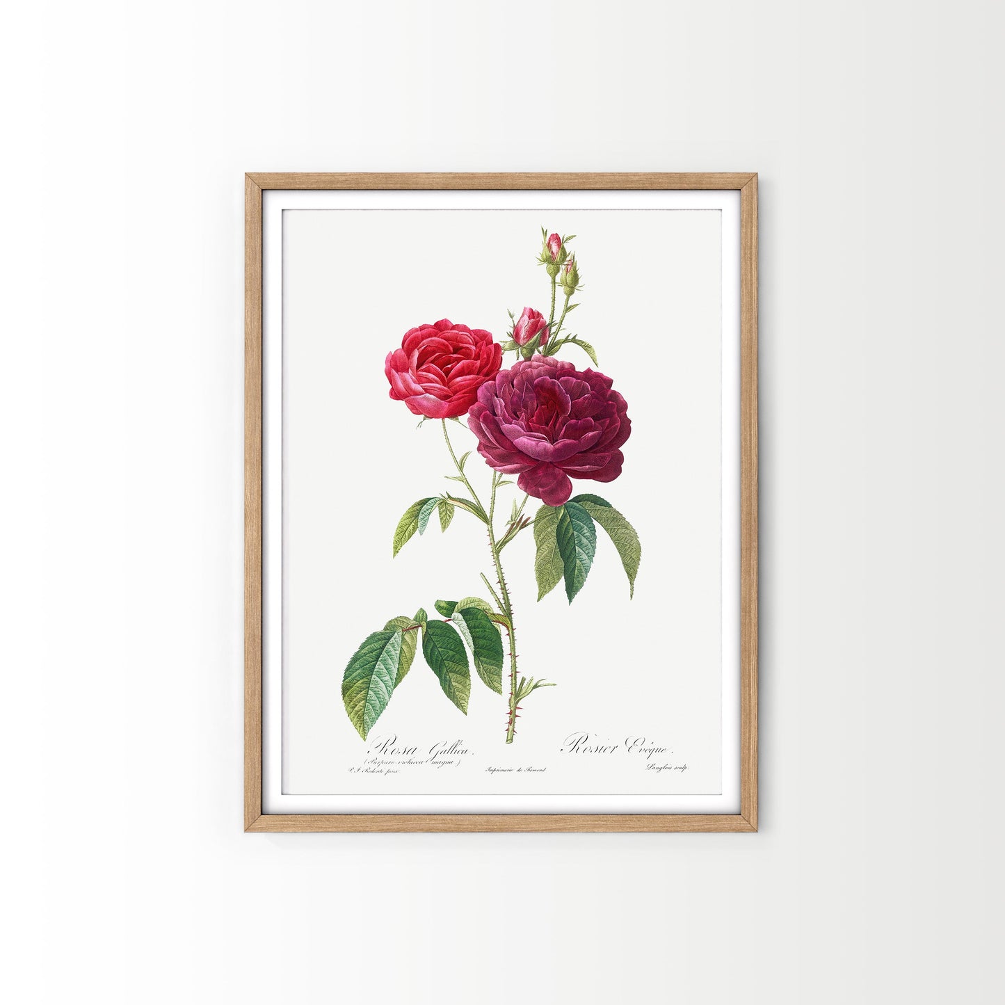 Vintage Roses Flower Print, Botanical Wall Art 04