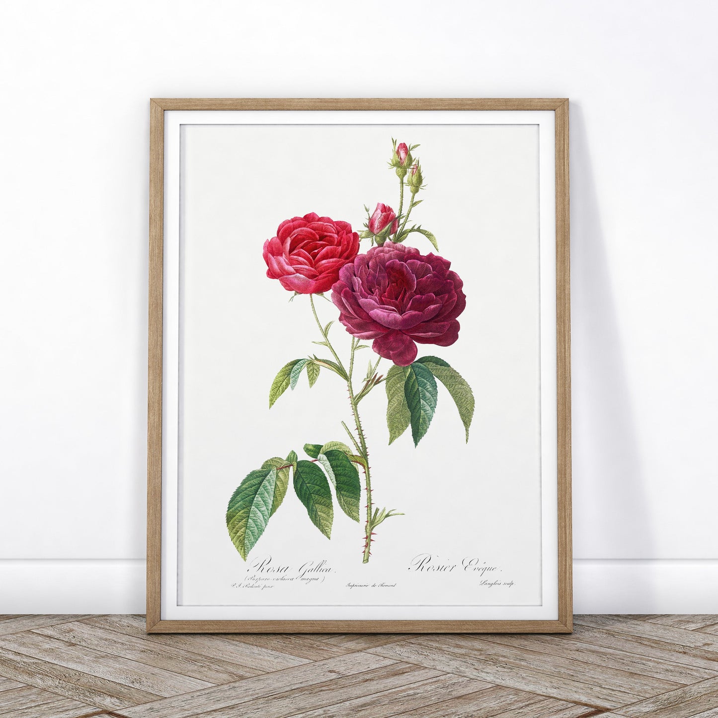 Vintage Roses Flower Print, Botanical Wall Art 04