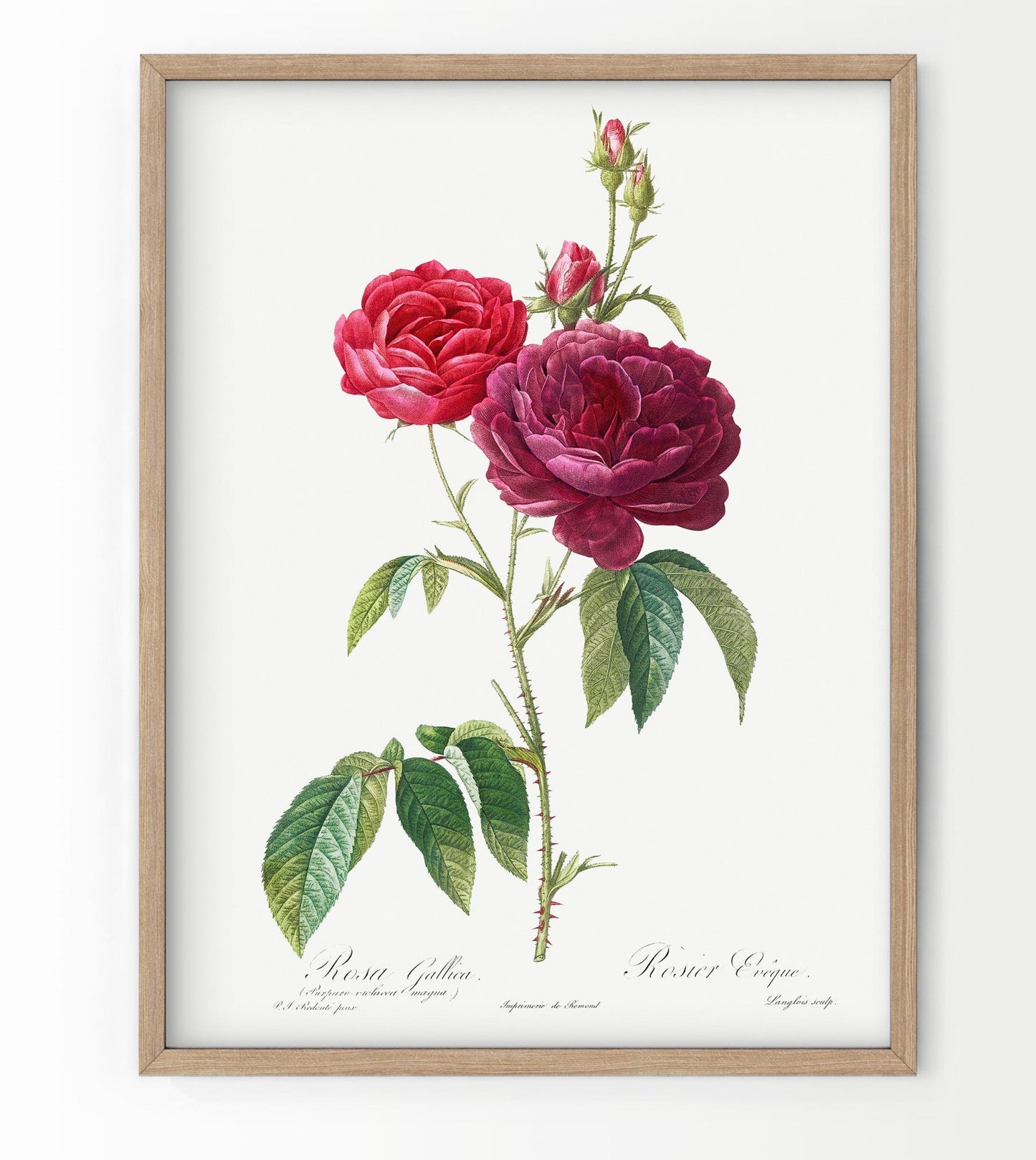 Vintage Roses Flower Print, Botanical Wall Art 04