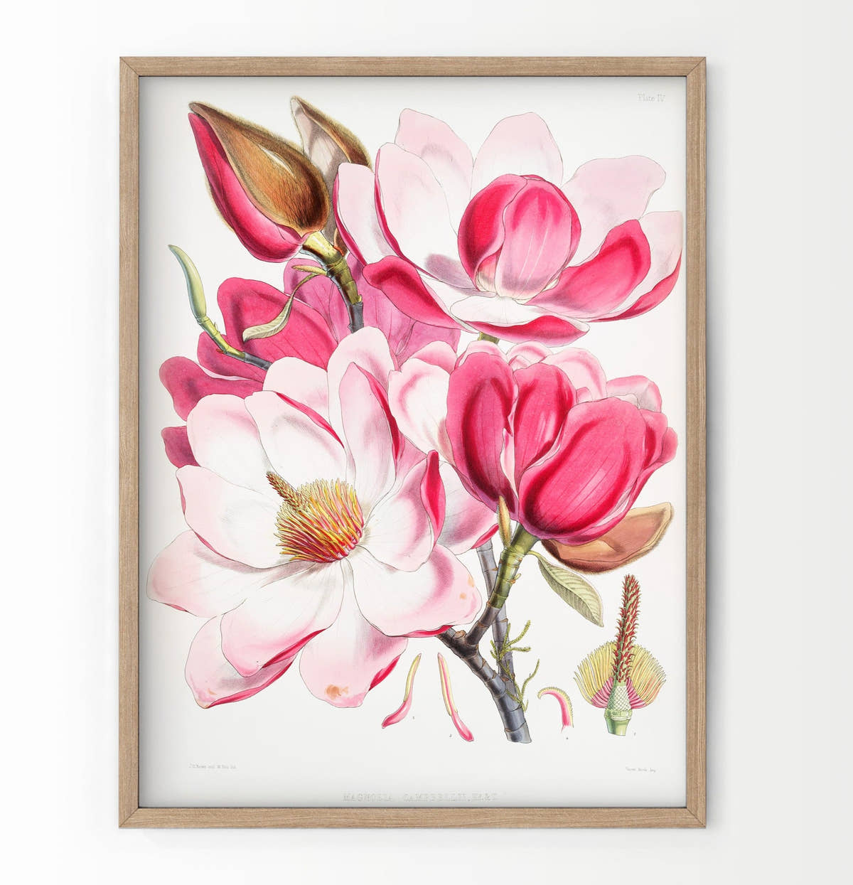 Vintage Roses Flower Print, Botanical Wall Art 06
