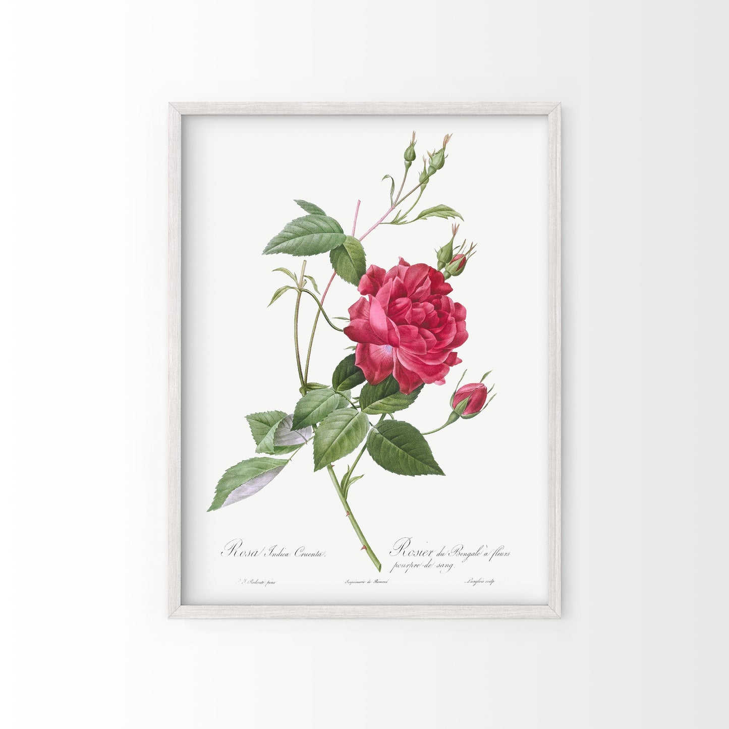 Vintage Roses Flower Print, Botanical Wall Art